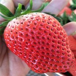 衢州市草莓苗的常见病害彩图种植方法图片5