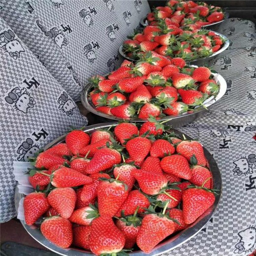 马鞍山市草莓苗什么时候种植高产成活率高