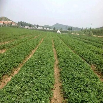 沧州市草莓苗种植几年结果