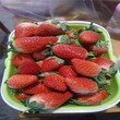 丽江市红颜草莓苗培育技术种植方法