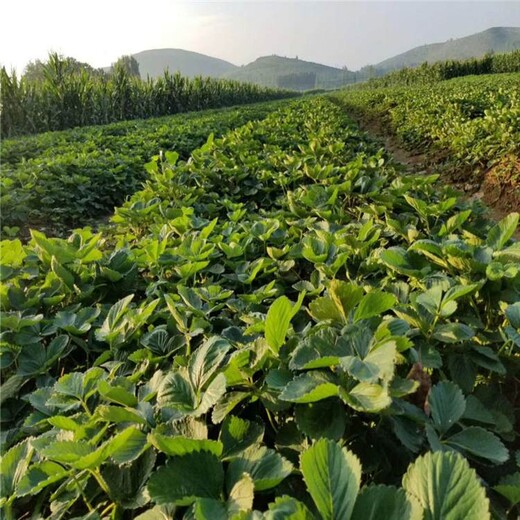 南平市草莓苗图片什么时候种植好