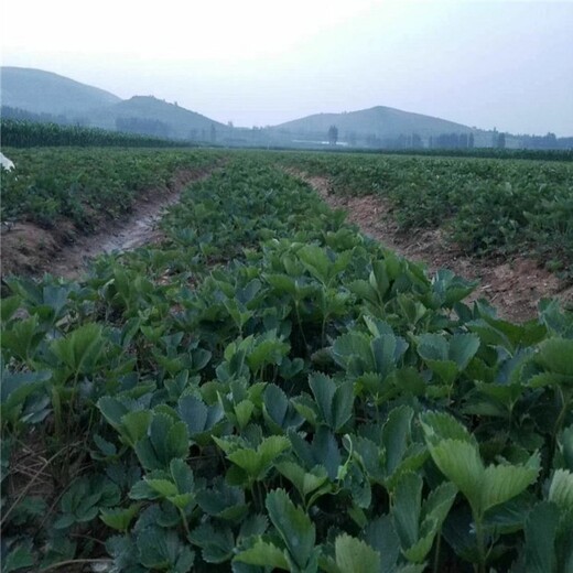 桂林市红颜草莓苗批发价格几年结果