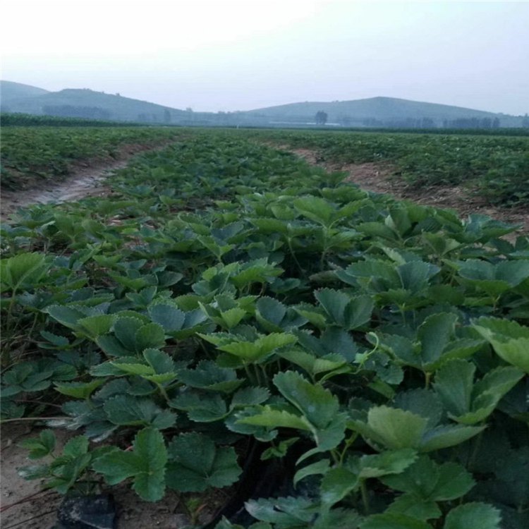 牡丹江市草莓苗格1棵多少价格