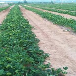 萍乡市新品种草莓苗价格1棵多少价格图片2