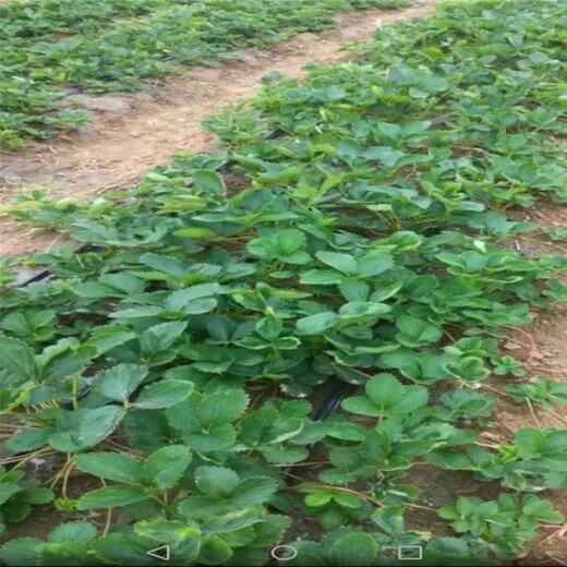 邯郸市草莓苗价格100棵起售