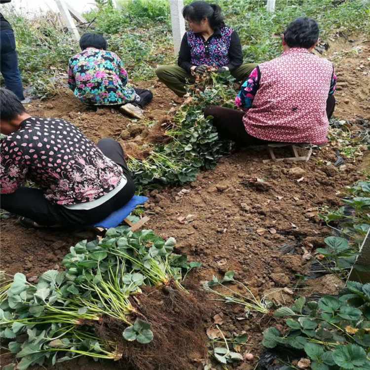 黑河市草莓苗种植免费提供技术