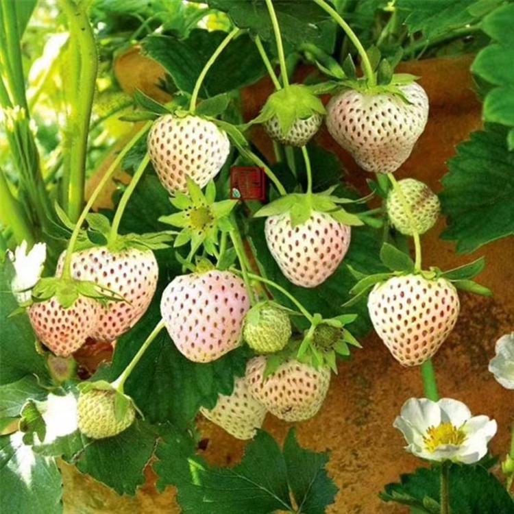 廊坊市盆栽草莓苗的种植高产成活率高