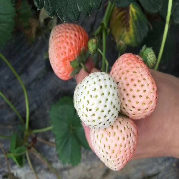 吕梁市草莓苗图片大全免费提供技术