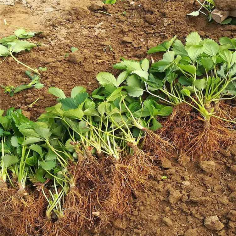 泸州市草莓苗品种大全种植技术指导