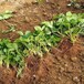 巴中市草莓苗种植方法优质高产成活率高
