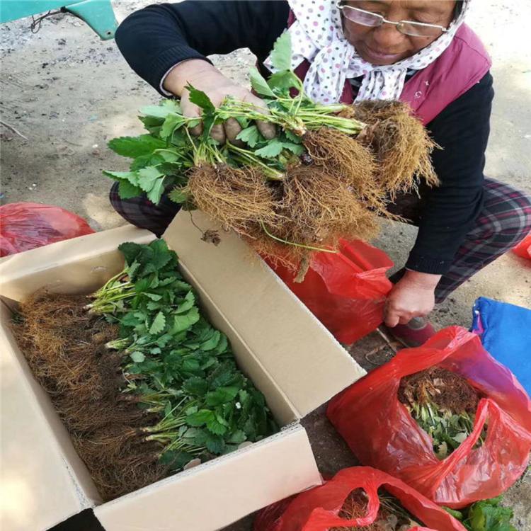 鞍山市章姬草莓苗100棵起售