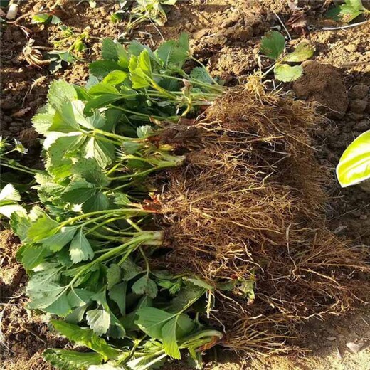 天水市红颜草莓苗多少钱一棵种植示范基地