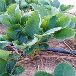 鹤壁市草莓苗的种植方法免费提供技术图片0