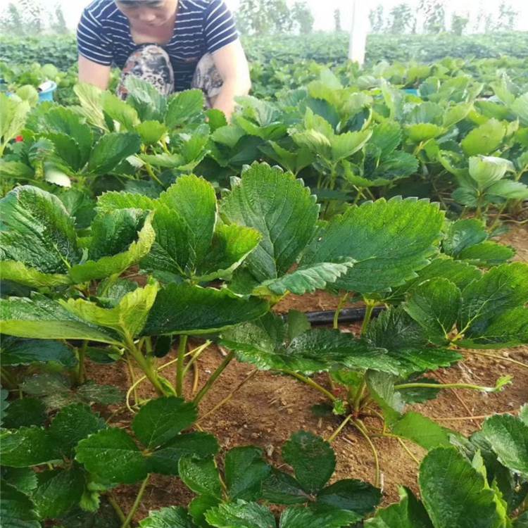 大兴安岭地区红颜草莓苗培育技术高产成活率高