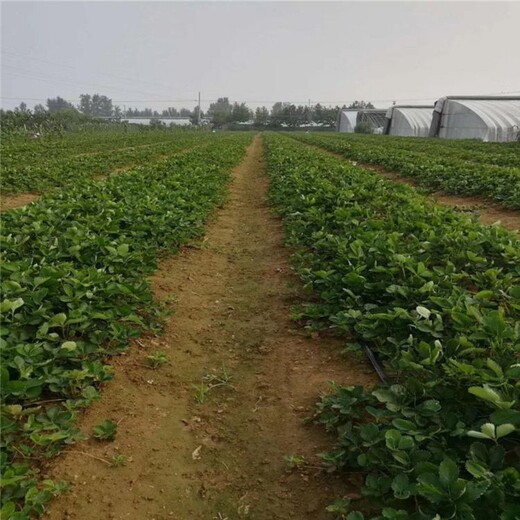 阳江市红颜草莓苗多少钱一颗超厂家