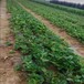 黄南草莓苗图片批发价格查询