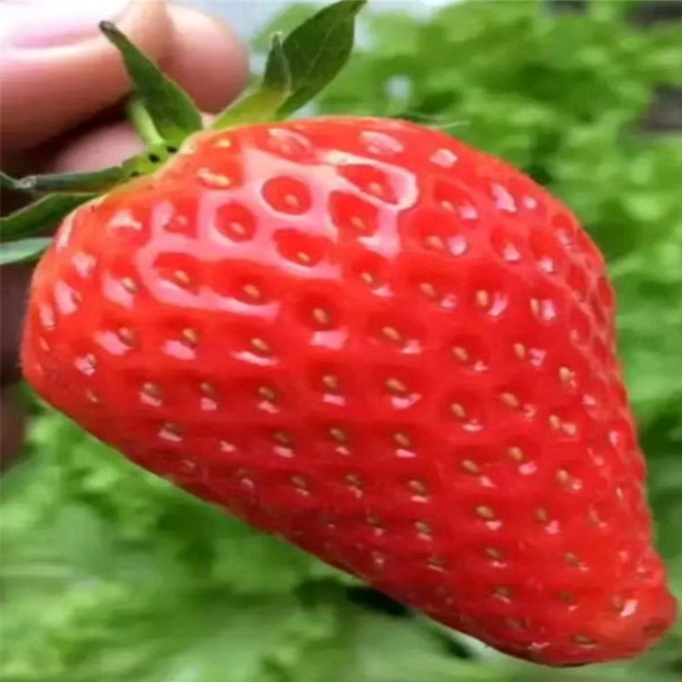 七台河市草莓苗品种多成活率高好
