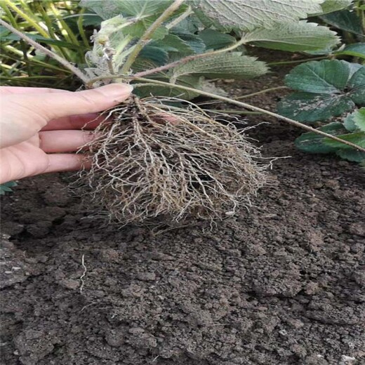 朝阳市章姬草莓苗批发种植示范基地