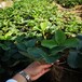 牡丹江市红颜草莓苗基地批发几年结果