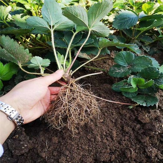 甘南盆栽草莓苗的种植方法种植示范基地