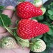 长沙市草莓苗批发价格一棵多少钱