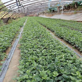 合肥市草莓苗品种哪家全品种多成活率好