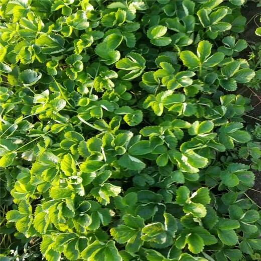 邯郸市奶油草莓苗价格种植示范基地