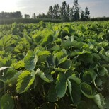 天津草莓苗的常见病害彩图育苗注意事项图片4