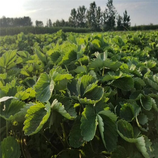 安阳市草莓苗批发价格高产成活率高