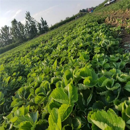 连云港市草莓苗图片大全种植技术指导