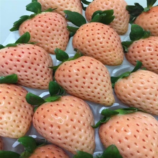 南阳市章姬草莓苗价格品种多成活率好