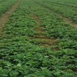 三亚市刚买的草莓苗怎么种种植示范基地