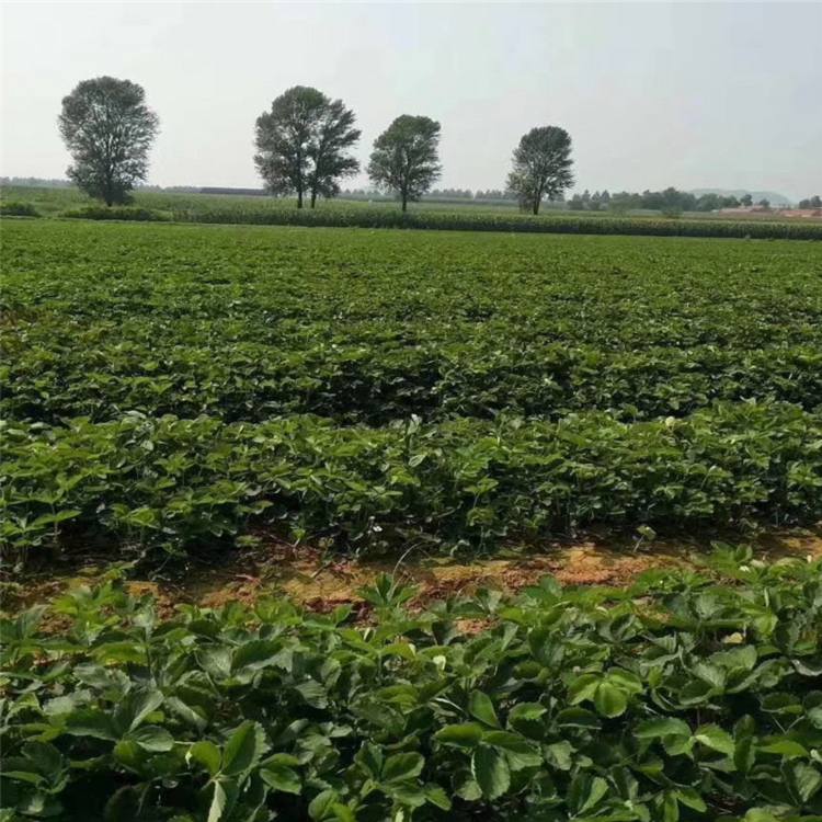 潮州市章姬草莓苗批发种植示范基地