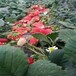 邯郸市红颜草莓苗种植技术一棵多少钱