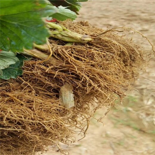 辽阳市草莓苗叶子发黑种植示范基地