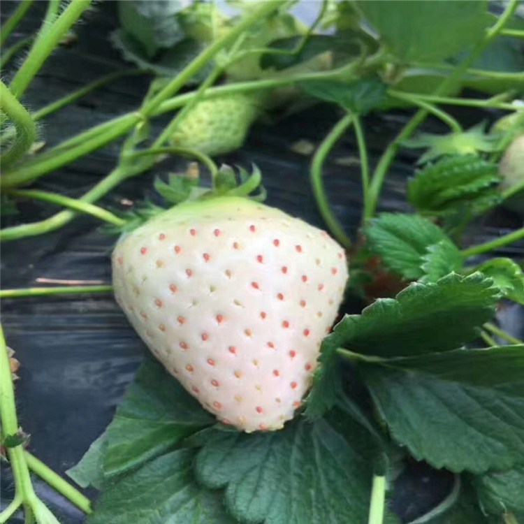 清远市红颜草莓苗种植示范基地