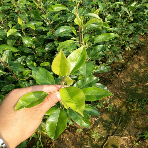 朝阳市梨苗多少钱一斤