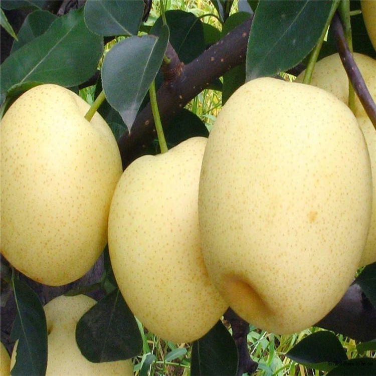 青岛市梨树苗新品种