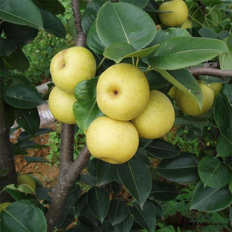 黄南梨树苗品种