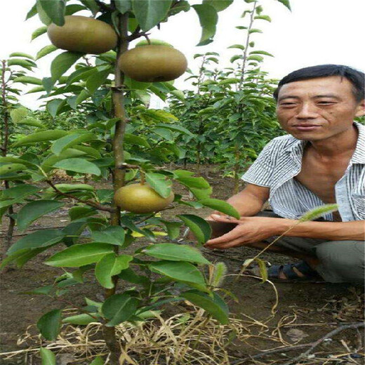 荆门市梨苗哪家好