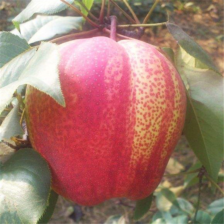 白城市红香酥梨树苗品种