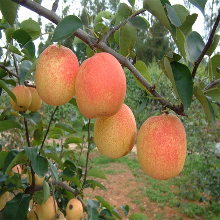 汕头市苹果梨树苗