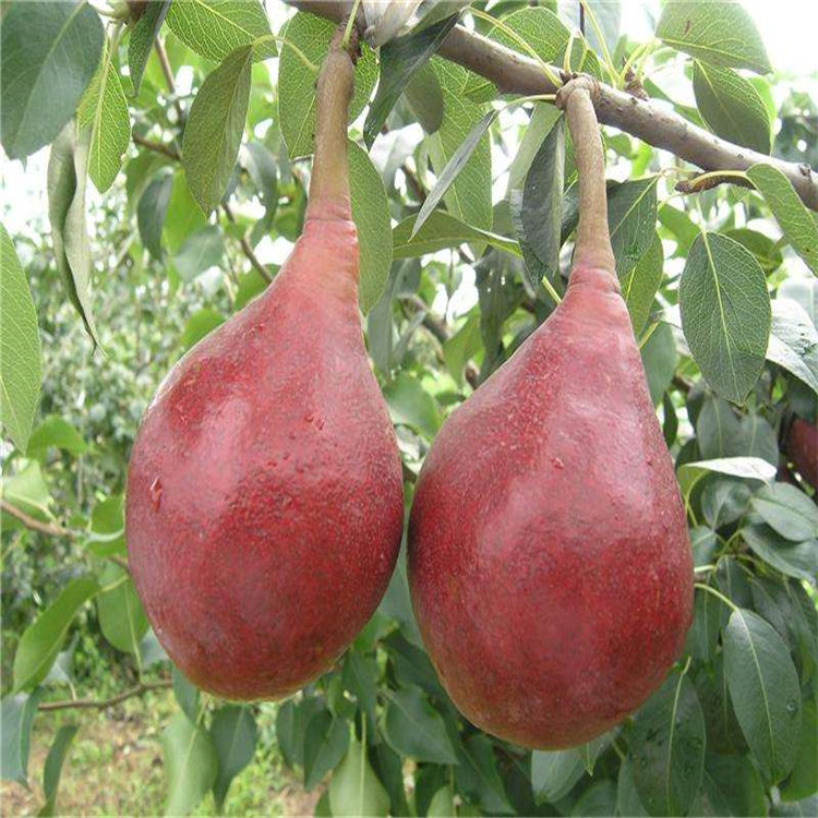 玉树梨树苗品种