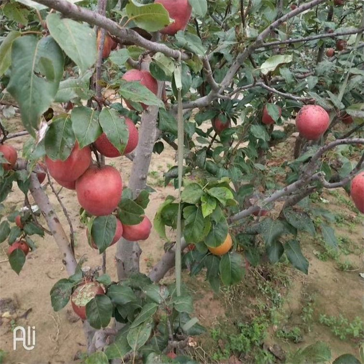 朝阳市八月红梨树苗价格