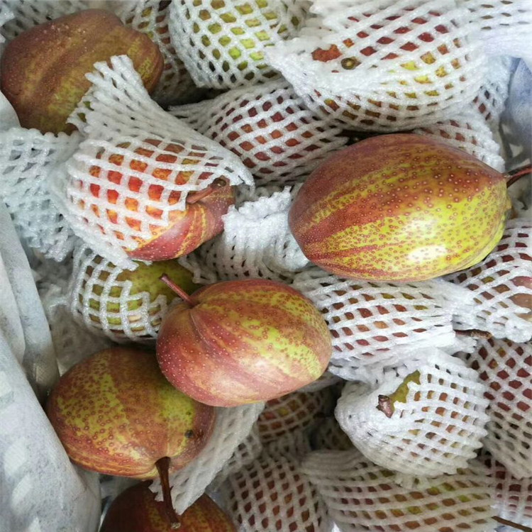 玉树梨树苗品种