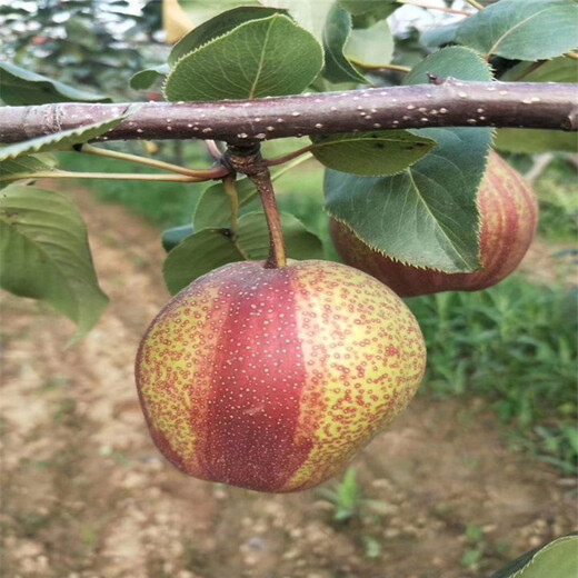 湖北省梨树苗多少钱一颗