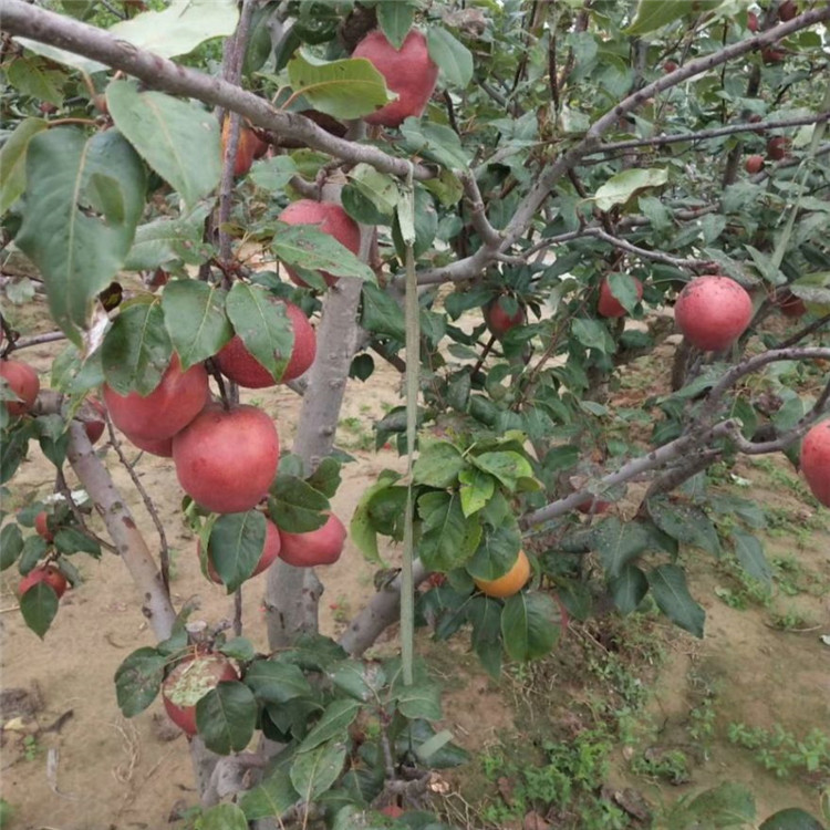 佛山市梨树苗种植技术