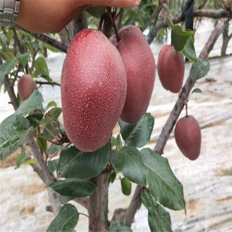 来宾市山东梨树苗品种