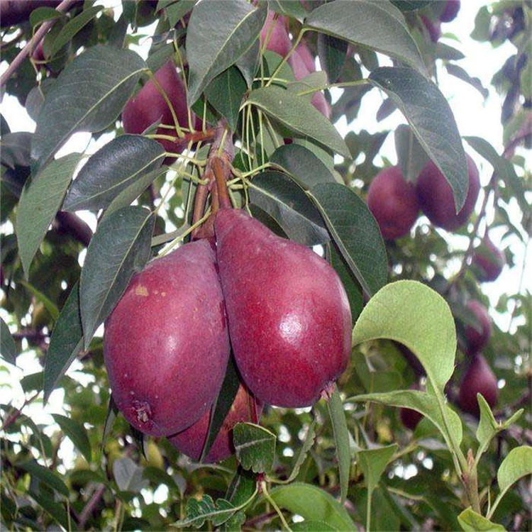 铜川市梨树苗品种价格