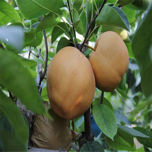 黄南梨树苗品种